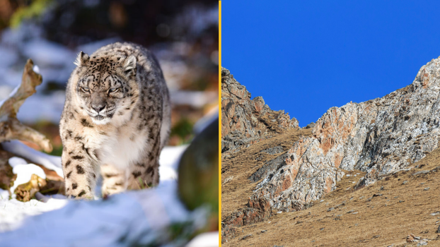 Snow leopard