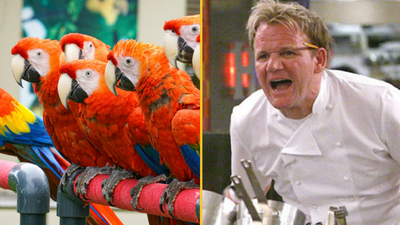 Tourists visiting UK wildlife park told to ‘f*** off’ by parrots