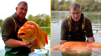 Man catches giant ‘goldfish’ as heavy as a small child