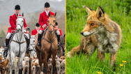 Labour Party vows to fully ban fox hunting
