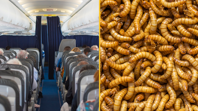 Plane forced to make U-turn after maggots rain down on passengers