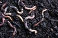 Worms living near Chernobyl nuclear plant have gained new ‘super powers’