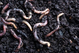 Worms living near Chernobyl nuclear plant have gained new ‘super powers’