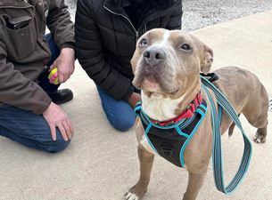 Dog finally finds home after spending 852 days in animal shelter