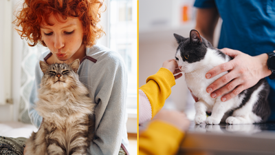 Cat owners warned of new law deadline that could result in £500 fine