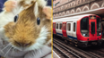Guinea pig found abandoned at London Underground station with heartbreaking note