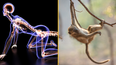 Scientists discover why humans no longer have tails
