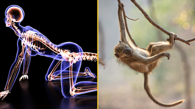 Scientists discover why humans no longer have tails