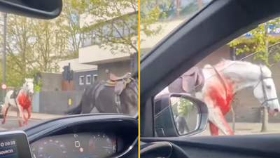 Police issues update after loose blood-covered horses injure four in London