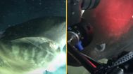 Footage shows sub coming across ‘deep-sea monster’ that existed before dinosaurs on ocean floor