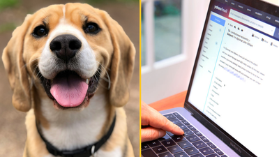 Warnings issued as £240m stolen from pet owners by scammers