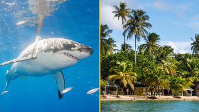 Brit receiving ‘critical care’ after shark attack near shore