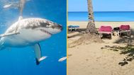 British man injured in shark attack is now ‘able to communicate’