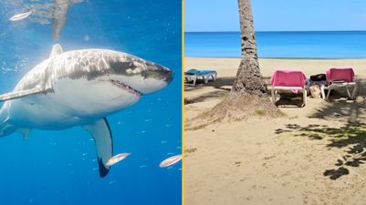 British man injured in shark attack is now ‘able to communicate’