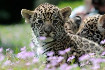 First jaguar cub born through artificial insemination was eaten by its mother