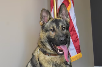 Beloved police dog dies after being left inside hot car overnight