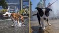 Dogs Trust issues warning to pet owners ahead of hot weather