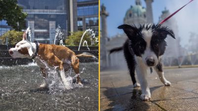 Dogs Trust issues warning to pet owners ahead of hot weather