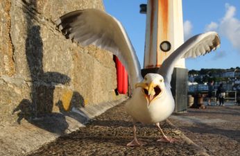 Hungry seagull named Greg terrorising UK seaside town