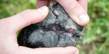 Pet owners advised to do ‘pavement test’ to see if they should walk their dog