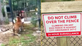 Terrifying footage shows tiger nearly biting woman’s hand off after she climbs zoo fence