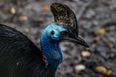 Chick of ‘most dangerous bird in the world’ hatches in Cotswolds