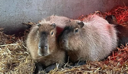 Escaped Capybara spotted as zookeepers try to catch rodent on the loose