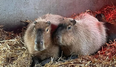 Escaped Capybara spotted as zookeepers try to catch rodent on the loose