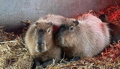 Escaped Capybara spotted as zookeepers try to catch rodent on the loose