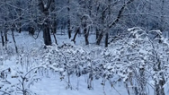 You have sniper vision if you can spot the hidden dog in this photo