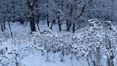 You have sniper vision if you can spot the hidden dog in this photo
