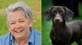 Social worker wins £55,000 after row about gender-fluid dog