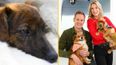 Classic FM to play calming music for anxious pets during bonfire night