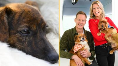 Classic FM to play calming music for anxious pets during bonfire night