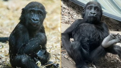 Baby gorilla dies after ‘human error’ accident at zoo