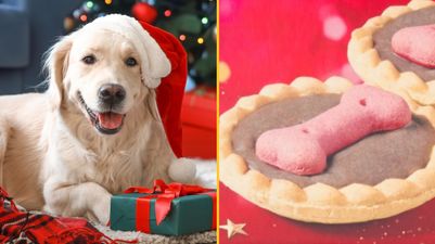 Tesco launches mince pies for dogs