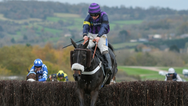 Cheltenham fans left horrified as horse dies seconds after winning race