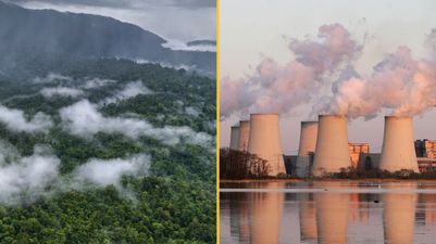 Trees absorbed almost no CO2 last year and scientists are struggling to explain why