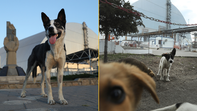 Dogs living in Chernobyl exclusion zone have mutated to develop new superpower