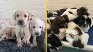 Police force looking for puppy foster homes before they join the force