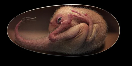 Scientists discover perfectly preserved dinosaur embryo inside fossilised egg