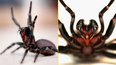 Highly dangerous new species of spider has been found