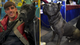 All you need to know about the Cane Corso as Jack Fincham jailed for dog’s dangerous behaviour