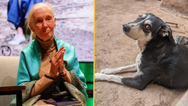 Three million dogs could be killed in Morocco ahead of FIFA World Cup