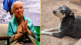 Three million dogs could be killed in Morocco ahead of FIFA World Cup
