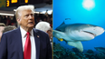 Donald Trump says bringing back plastic straws is fine because sharks can eat them
