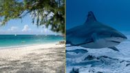 Tourist loses both hands in shark attack after she tried to take photo of animal