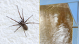‘Zombie spiders’ infected by fungus found in UK