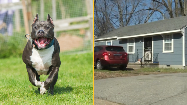 Man shot by dog