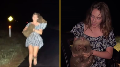 American influencer could have visa revoked after snatching baby wombat from mother